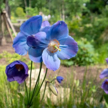 Meconopsis betonicifolia - Amapola azul del Himalaya