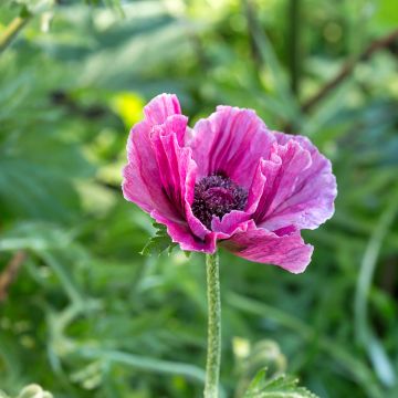 Amapola oriental Harlem - Papaver orientale