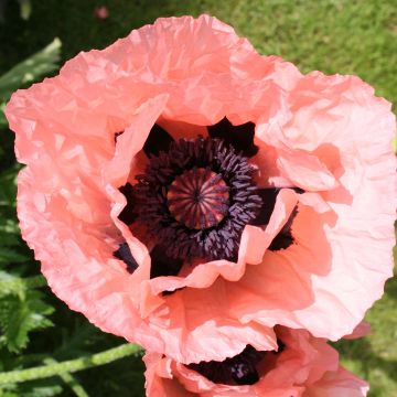 Amapola oriental Little Dancing Girl - Papaver orientale