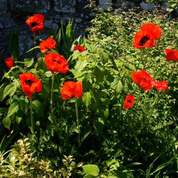 Amapola oriental Beauty of Livermere - Papaver orientale