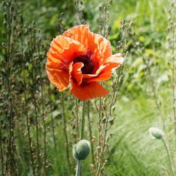 Amapola oriental Harvest Moon - Papaver orientale