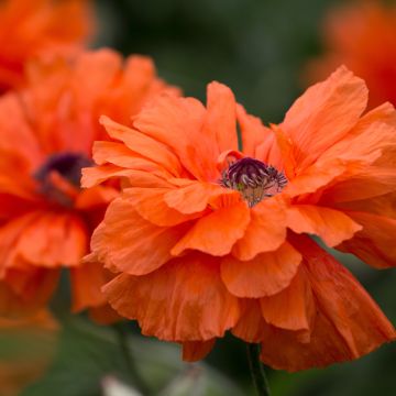 Amapola oriental May Queen - Papaver orientale