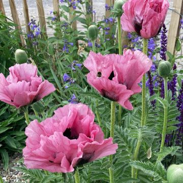 Amapola oriental Pink Perfection - Papaver orientale