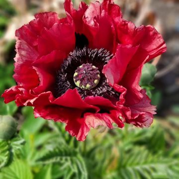 Amapola oriental Red Rumble - Papaver orientale