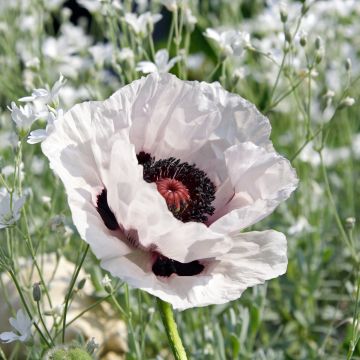 Amapola oriental Snow Goose - Papaver orientale