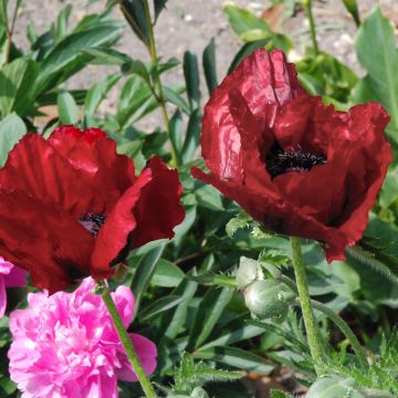 Amapola oriental Royal Chocolate Distinction - Papaver orientale