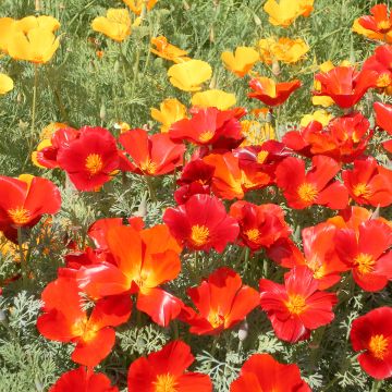 Eschscholzia californica Red Chief - Amapola de California