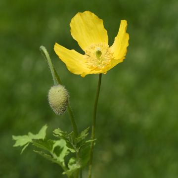 Meconopsis cambrica - Amapola amarilla