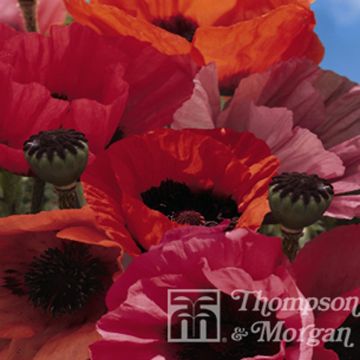 Amapola oriental Fruit Punch - Papaver orientale