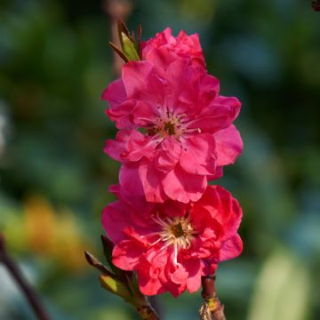 Prunus persica Taoflora Red