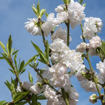 Prunus persica Taoflora White