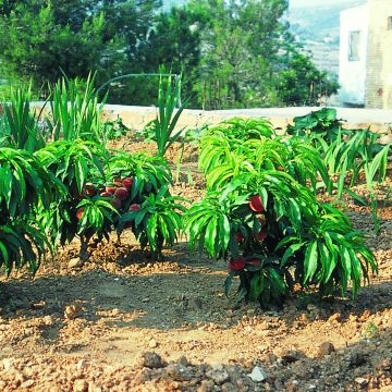 Melocotonero enano Bonanza