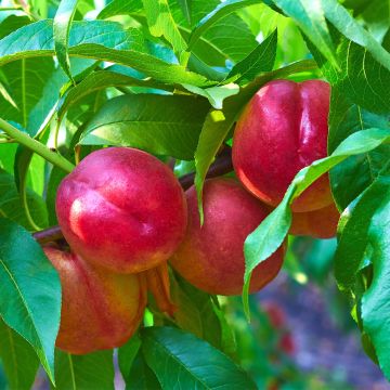 Nectarina enana Fruit Me Necta Me