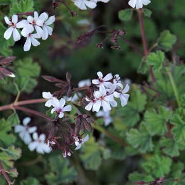 Geranio Ardwick Cinnamon- Pelargonium