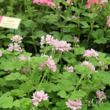 Geranio Attar of Roses- Pelargonium