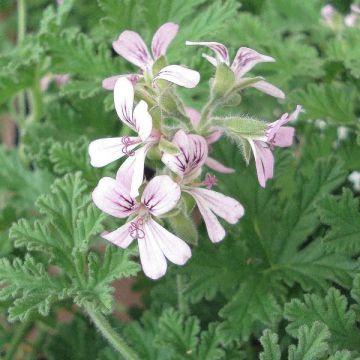 Pelargonium fragrans - Geranio de olor