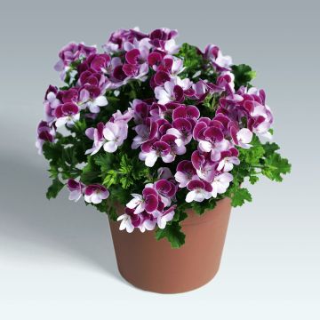 Geranio Angel Eyes Bicolor Purple White- Pelargonium