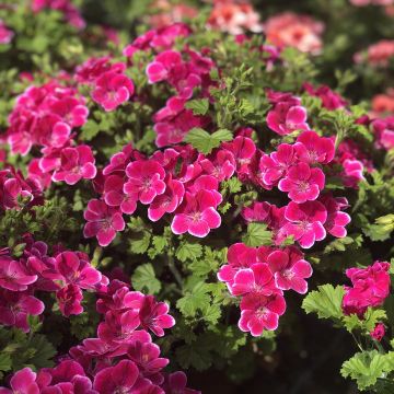 Geranio Angel Eyes Magenta- Pelargonium