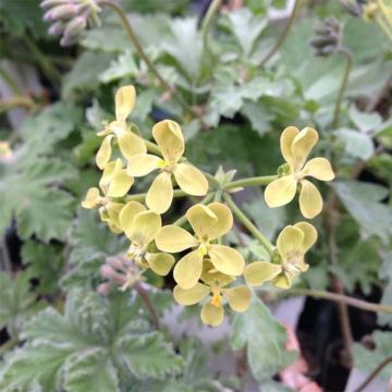 Geranio gibbosum- Pelargonium