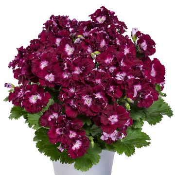 Geranio Bermuda Merlot- Pelargonium