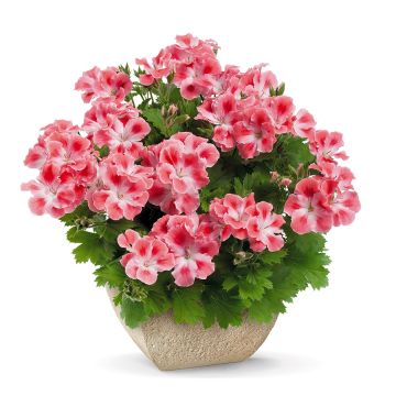 Geranio Candy Flowers Peach Cloud- Pelargonium