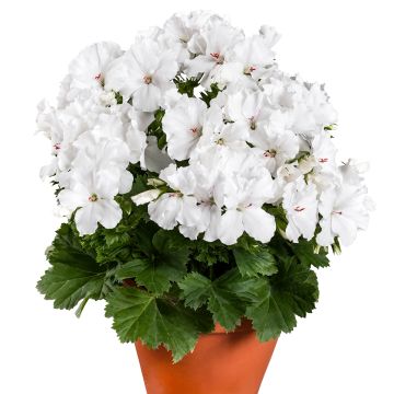 Geranio Candy Flowers White- Pelargonium