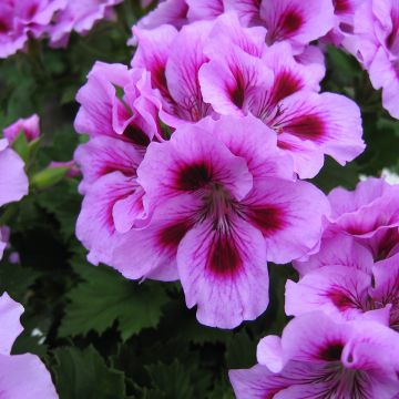 Geranio Cynthia- Pelargonium