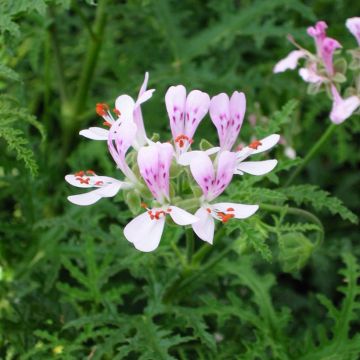 Geranio Candy Dancer- Pelargonium