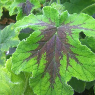 Geranio Chocolate- Pelargonium