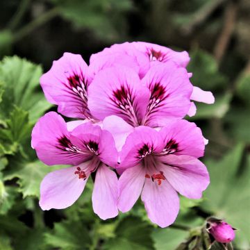 Geranio Cola Bottles- Pelargonium