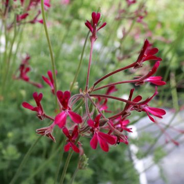 Geranio Deerwood Lavender- Pelargonium