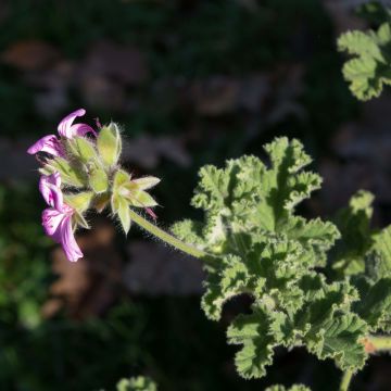 Geranio Endsleigh- Pelargonium