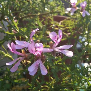 Geranio denticulatum Filicifolium- Pelargonium