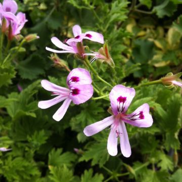 Geranio Lemon fancy- Pelargonium