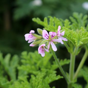 Geranio graveolens White Graveolens- Pelargonium