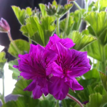 Pelargonium cucullatum - Geranio