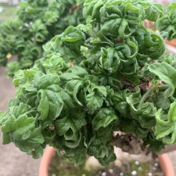 Geranio graveolens Bontrosaï- Pelargonium