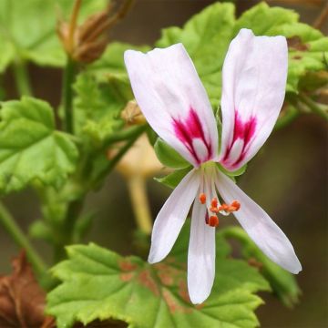 Geranio greytonense- Pelargonium