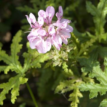 Geranio pseudoglutinosum- Pelargonium