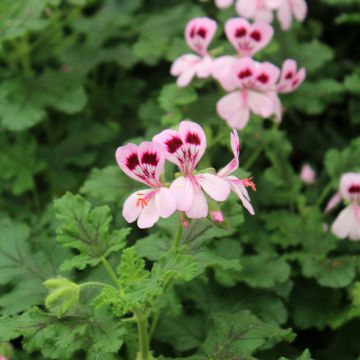 Geranio quercifolium- Pelargonium