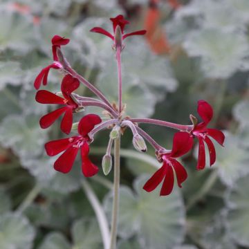 Geranio reniforme sidoides- Pelargonium