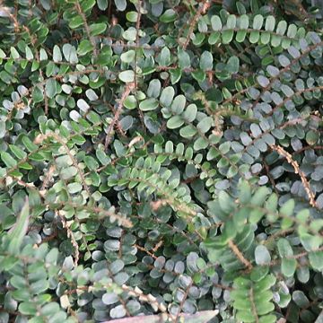 Pellaea rotundifolia - Helecho Botón