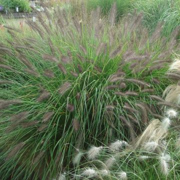 Pennisetum alopecuroïdes f. viridescens