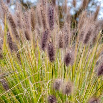 Pennisetum alopecuroïdes Black Beauty