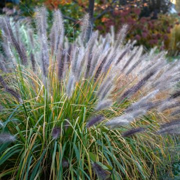 Pennisetum alopecuroïdes Red Head - Sericura