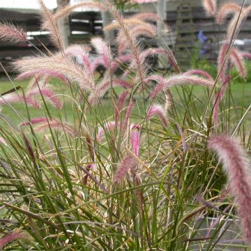 Pennisetum setaceum - Rabo de gato