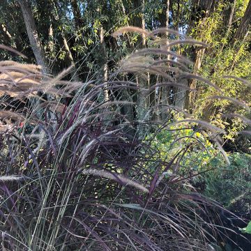 Pennisetum setaceum Firework - Rabo de gato