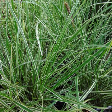 Pennisetum advena Skyrocket