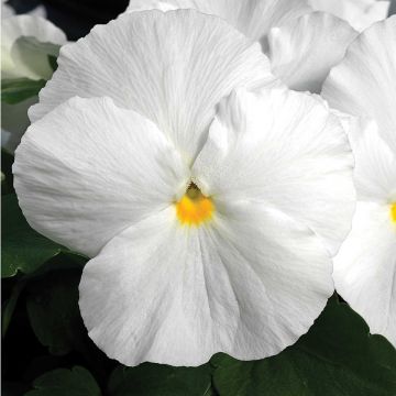 Viola F1 Carrera White - Violeta