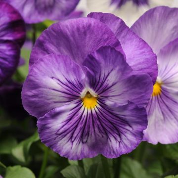 Viola hybrida Matrix F1 Lavender Shades - Violeta hibrida